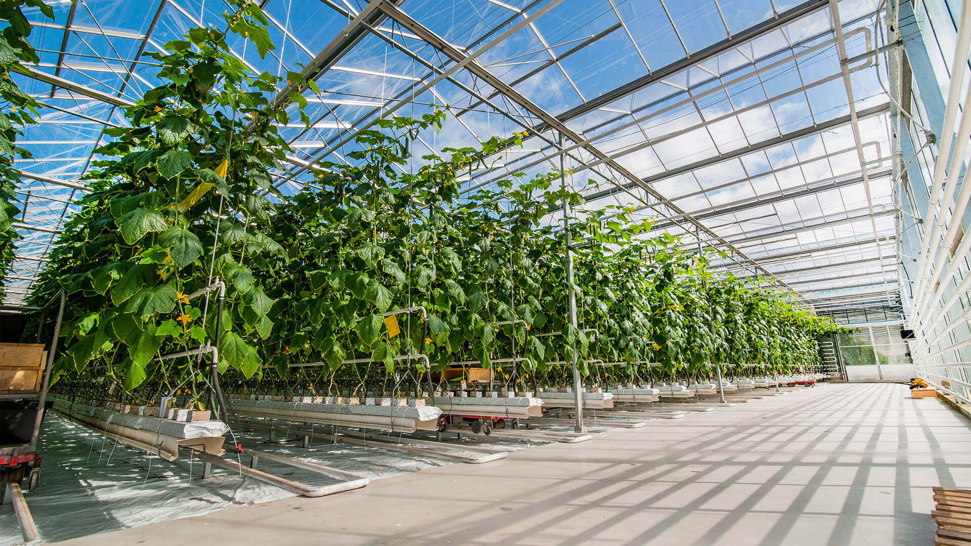 plants in greenhouse