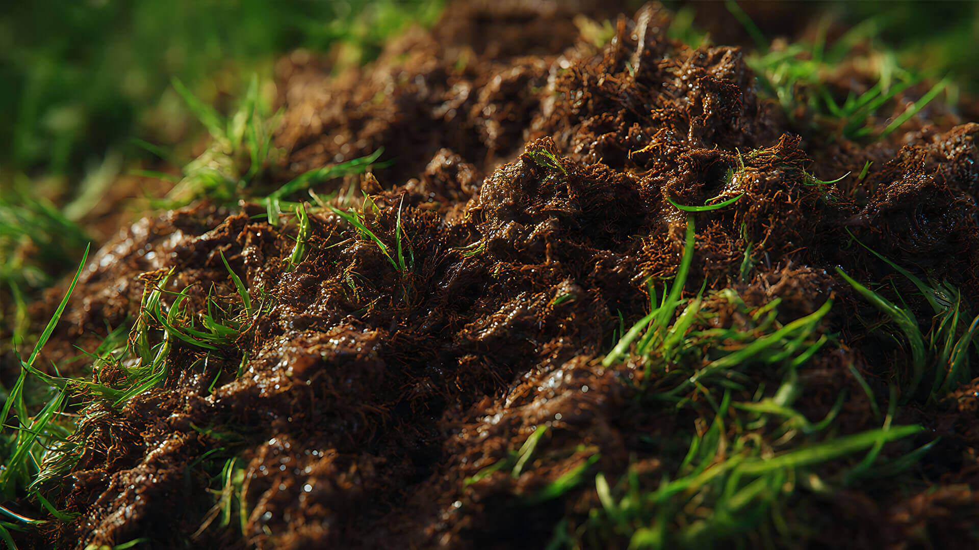 sprouting plant shoots from soil