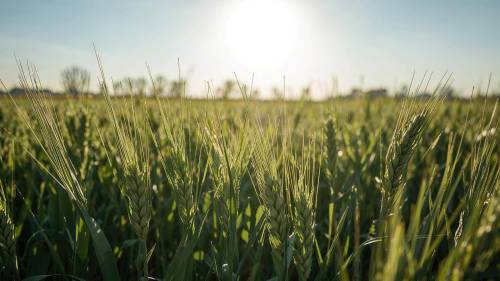 growing wheat field on a sunny day