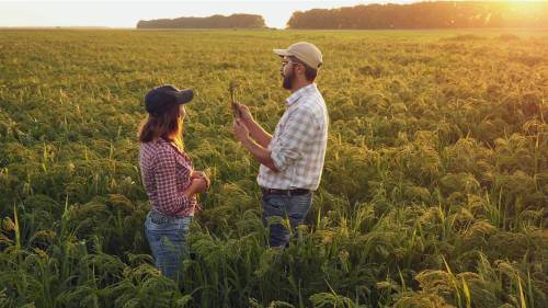 two people observing plants in a large field